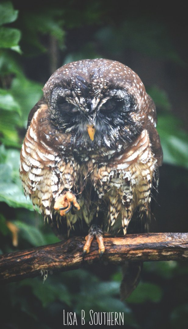 African Wood Owl