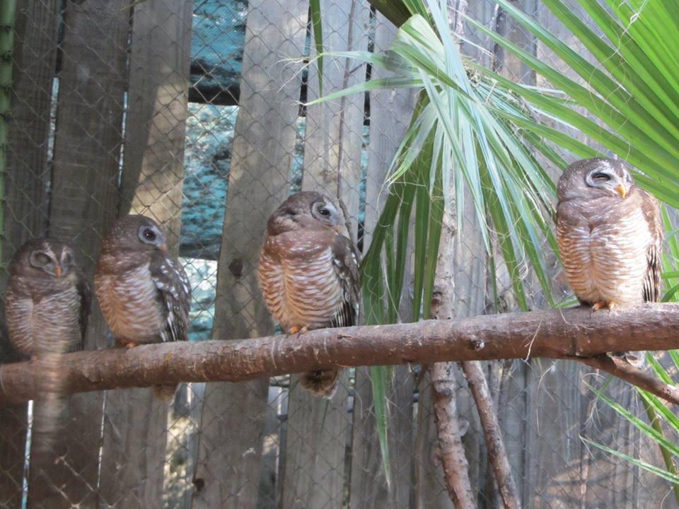 African Wood Owls