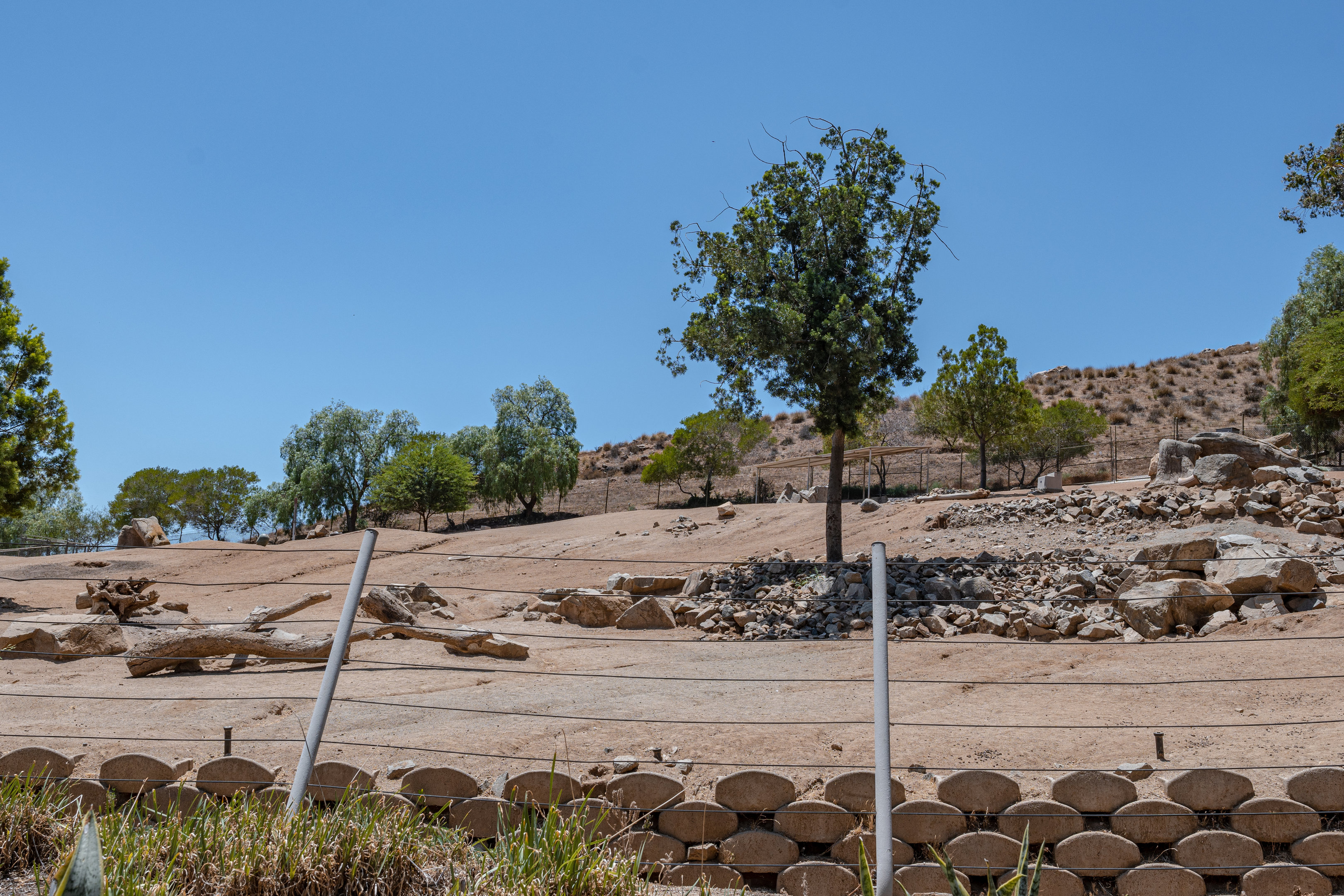 African Woods: Addax and Addra’s Gazelle exhibit