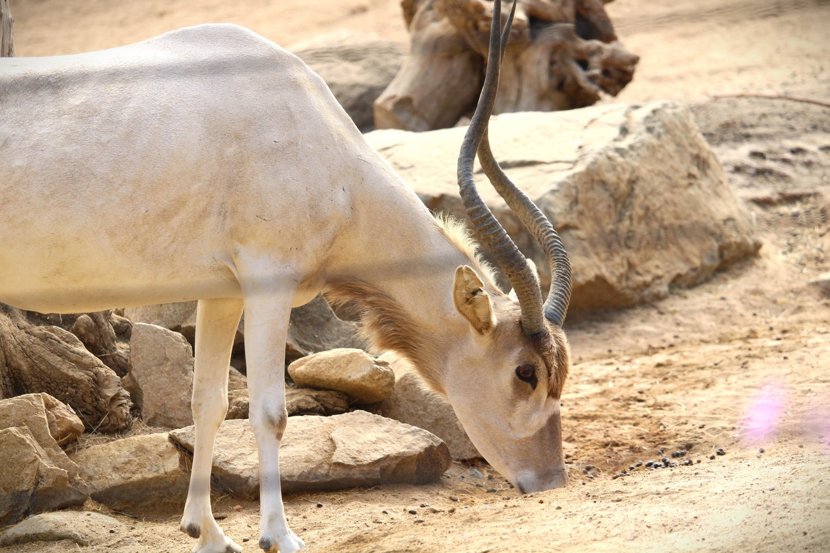 African Woods - Addax