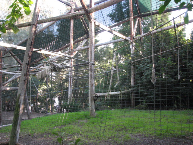 African Woods - Buff Cheeked Gibbon Exhibit