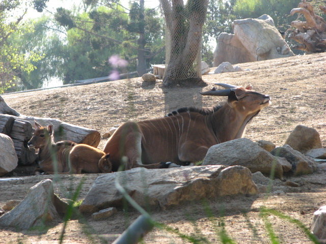 African Woods - Eastern Giant Eland