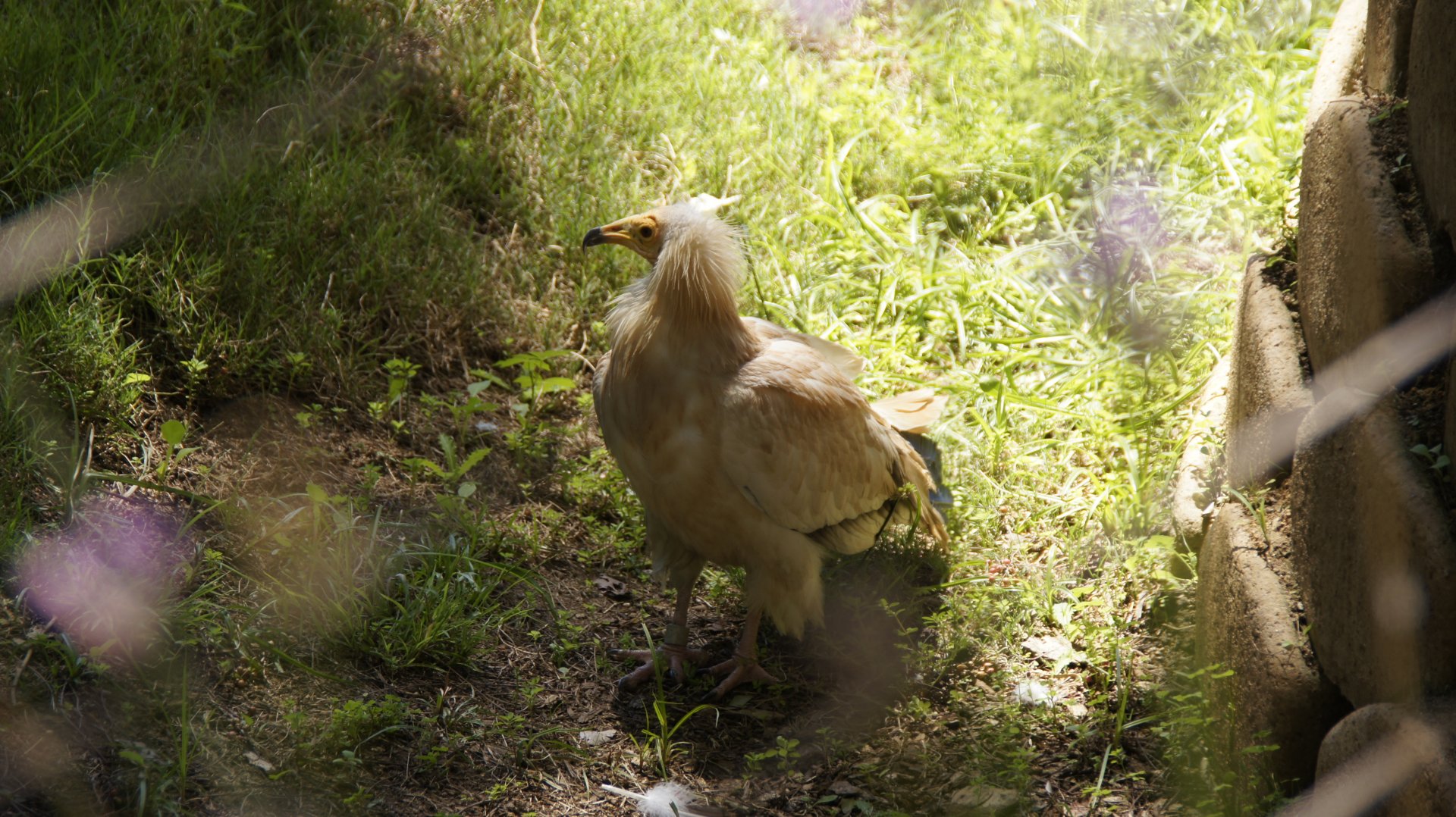 African Woods - Egyptian Vulture