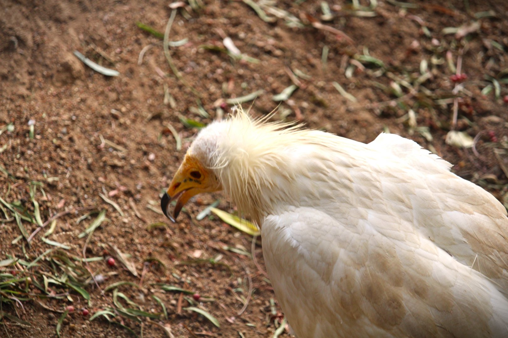 African Woods - Egyptian Vulture