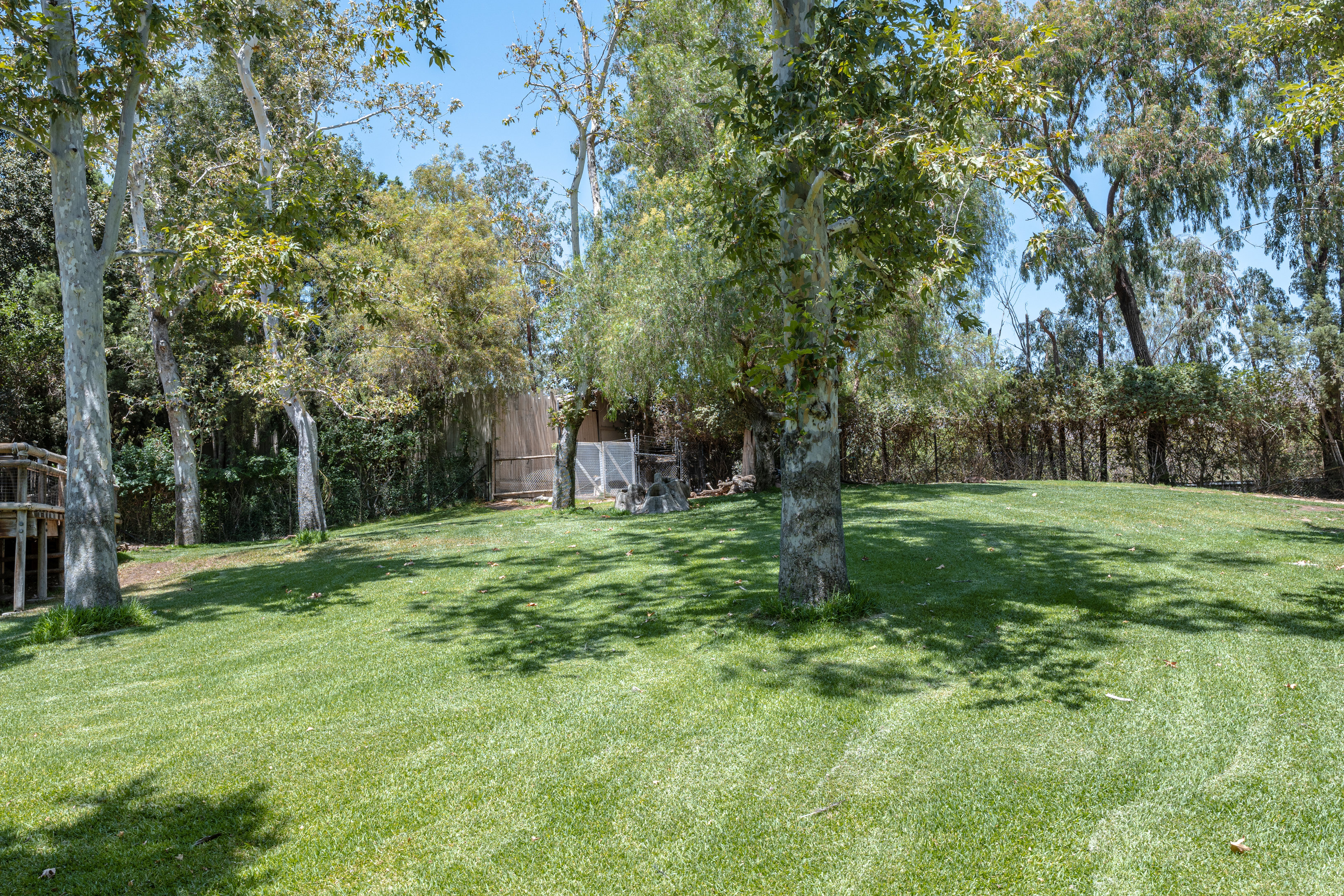 African Woods: Gerenuk and Abyssinian Ground Hornbill exhibit