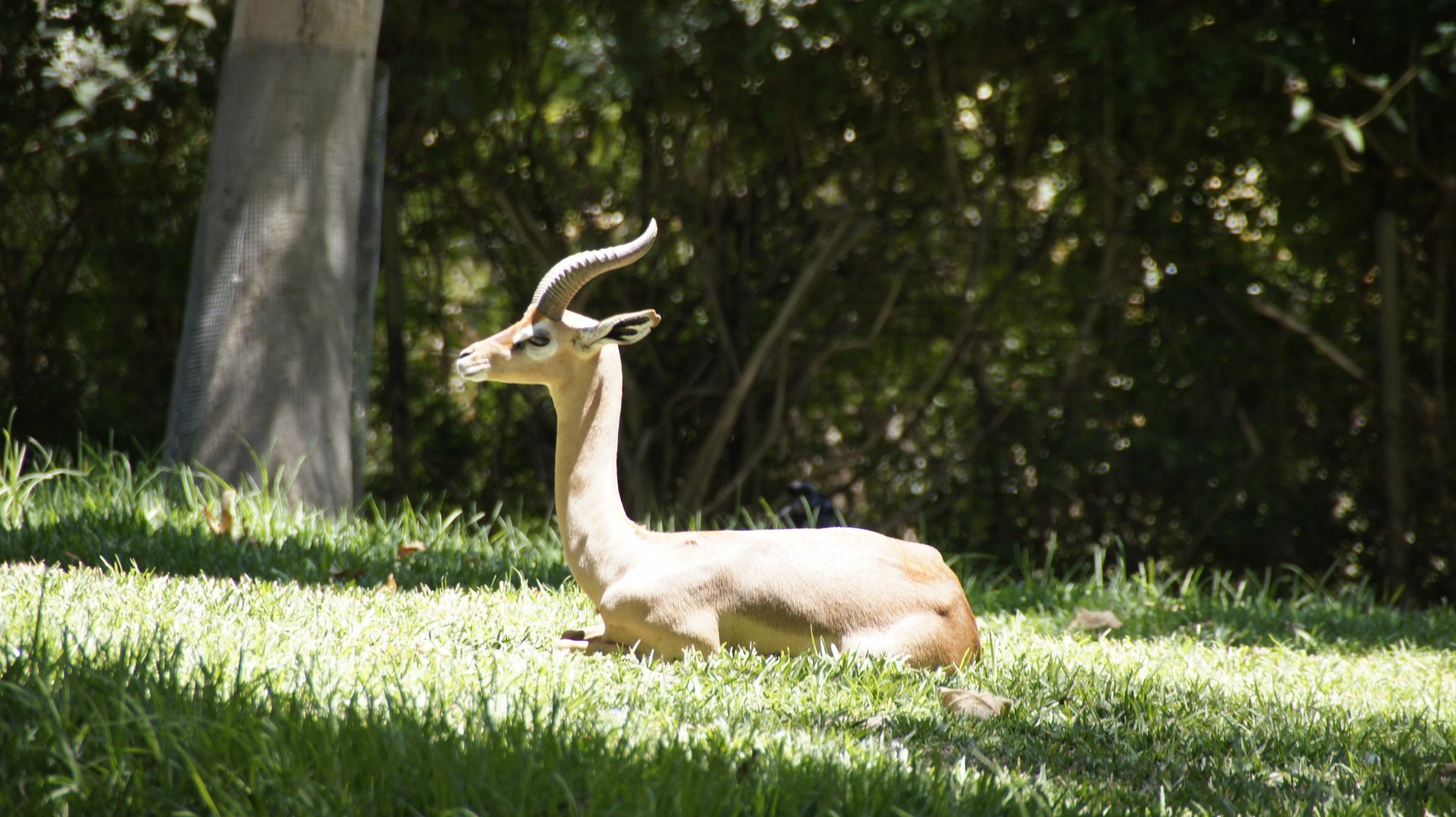 African Woods - Gerenuk