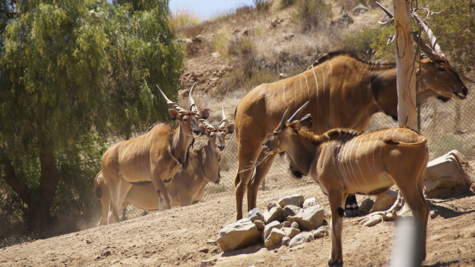 African Woods - Giant Elands