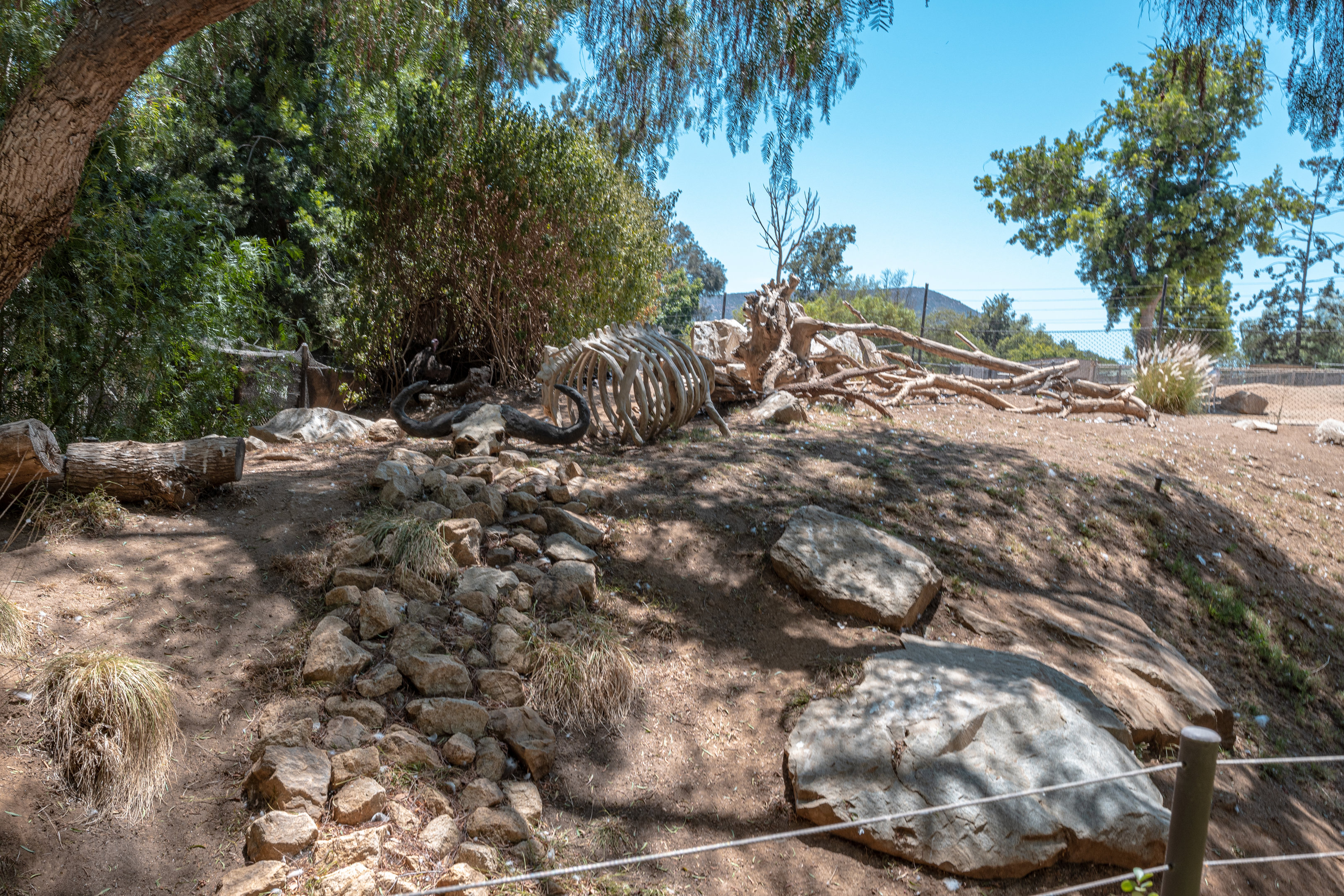 African Woods: Hooded Vulture and Egyptian Vulture exhibit