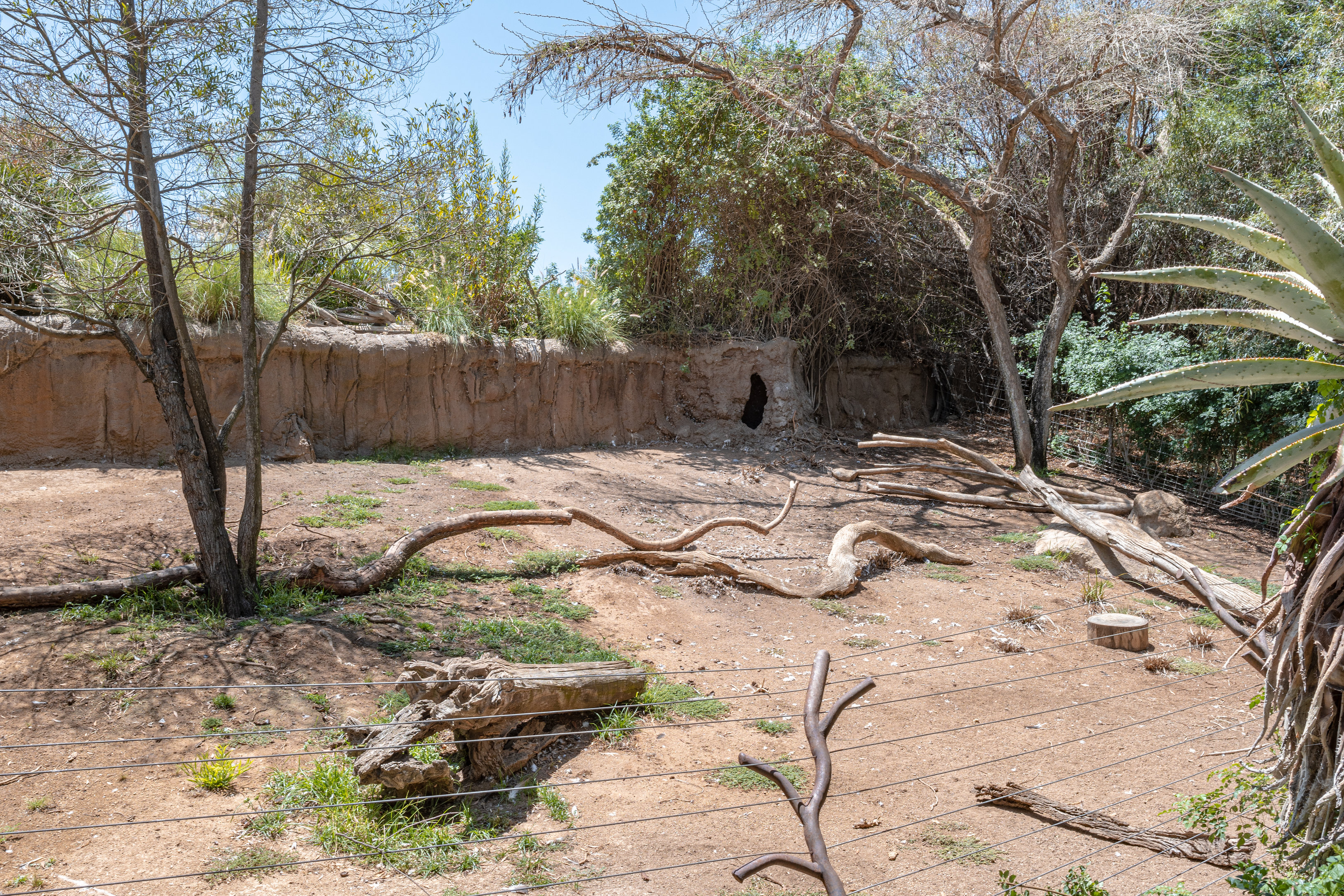 African Woods: Lappet Faced Vulture and Ruppell’s Griffon Vulture exhibit