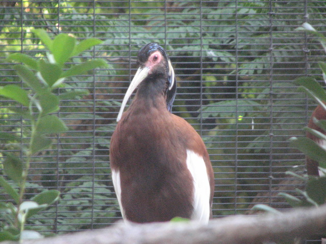 African Woods - Madagascar Crested Ibis
