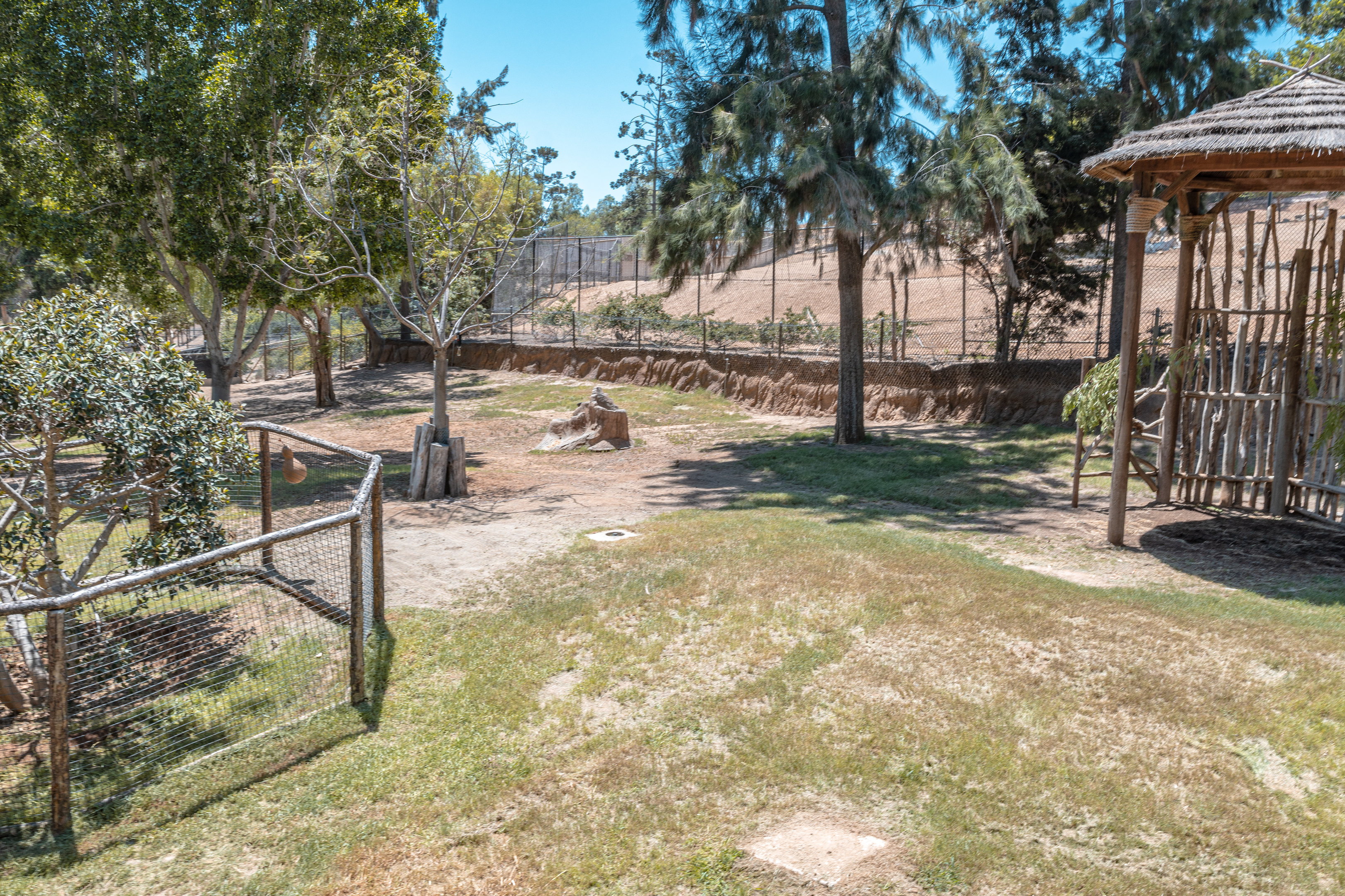 African Woods: Okapi exhibit