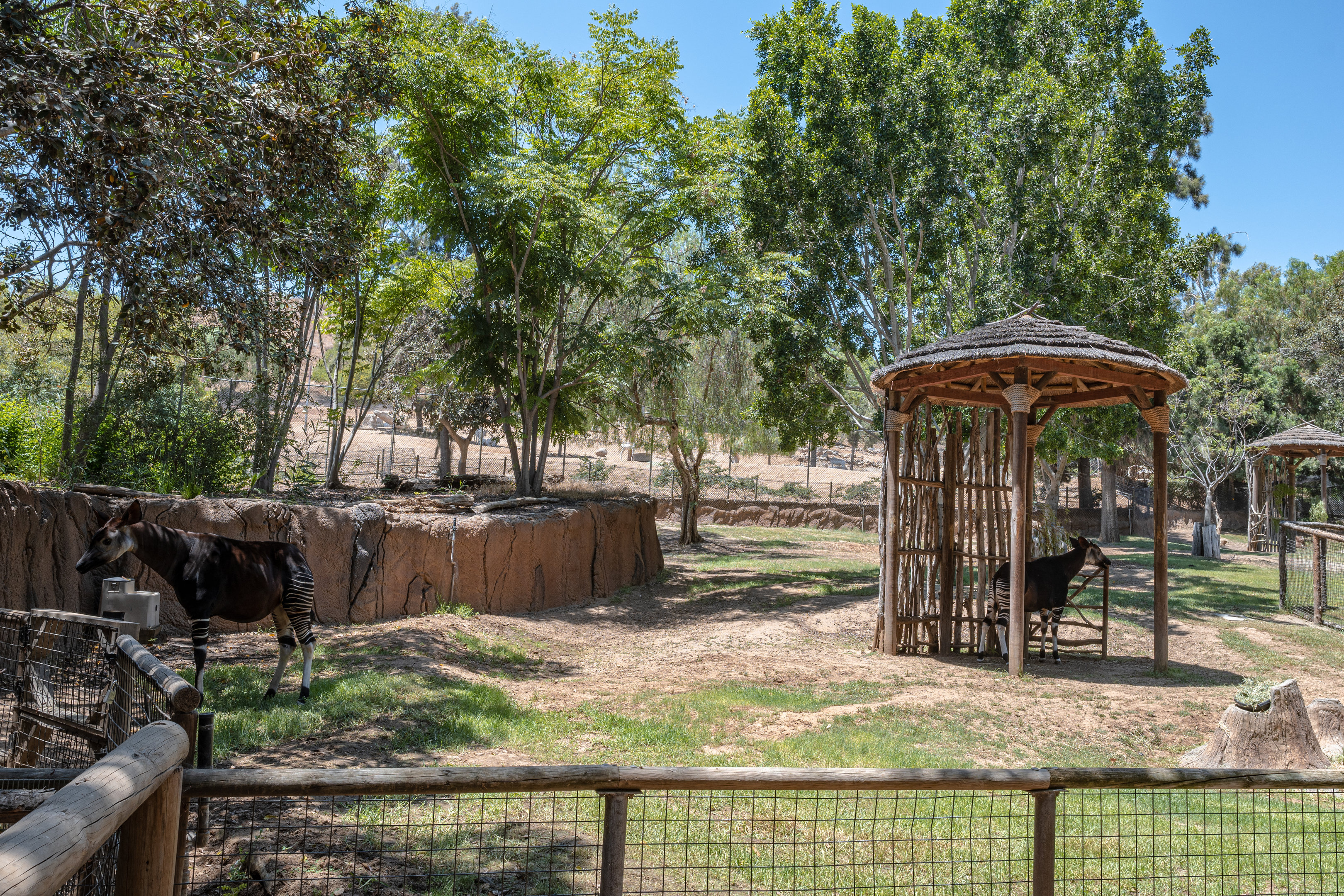 African Woods: Okapi exhibit