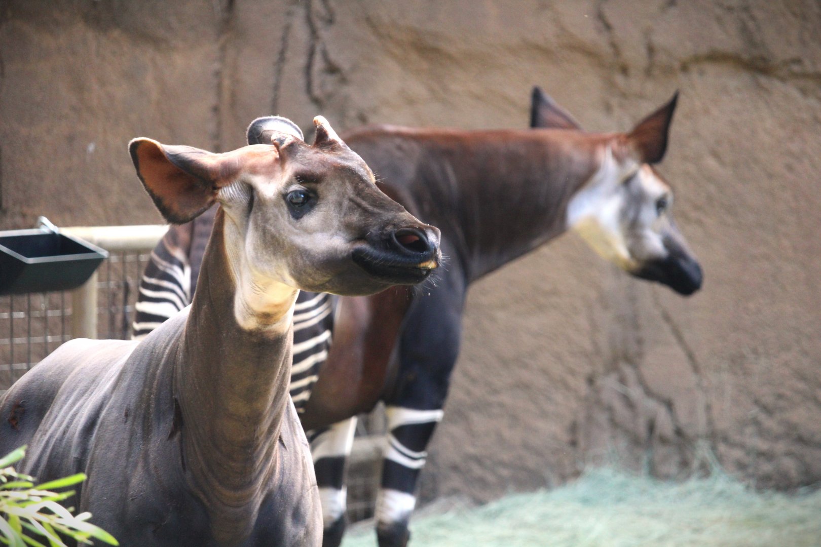African Woods - Okapi