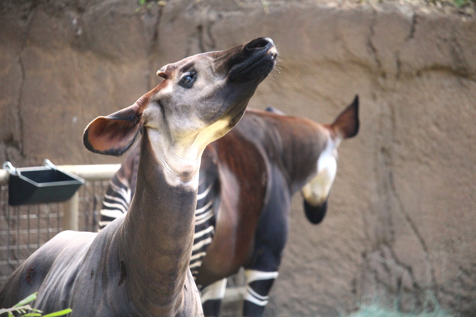 African Woods - Okapi