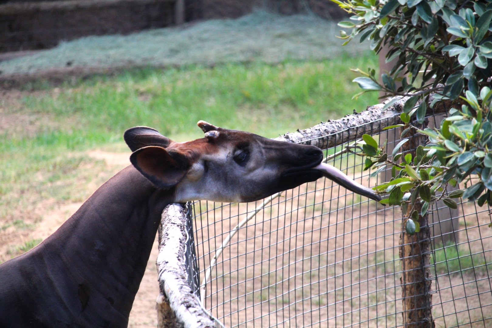 African Woods - Okapi