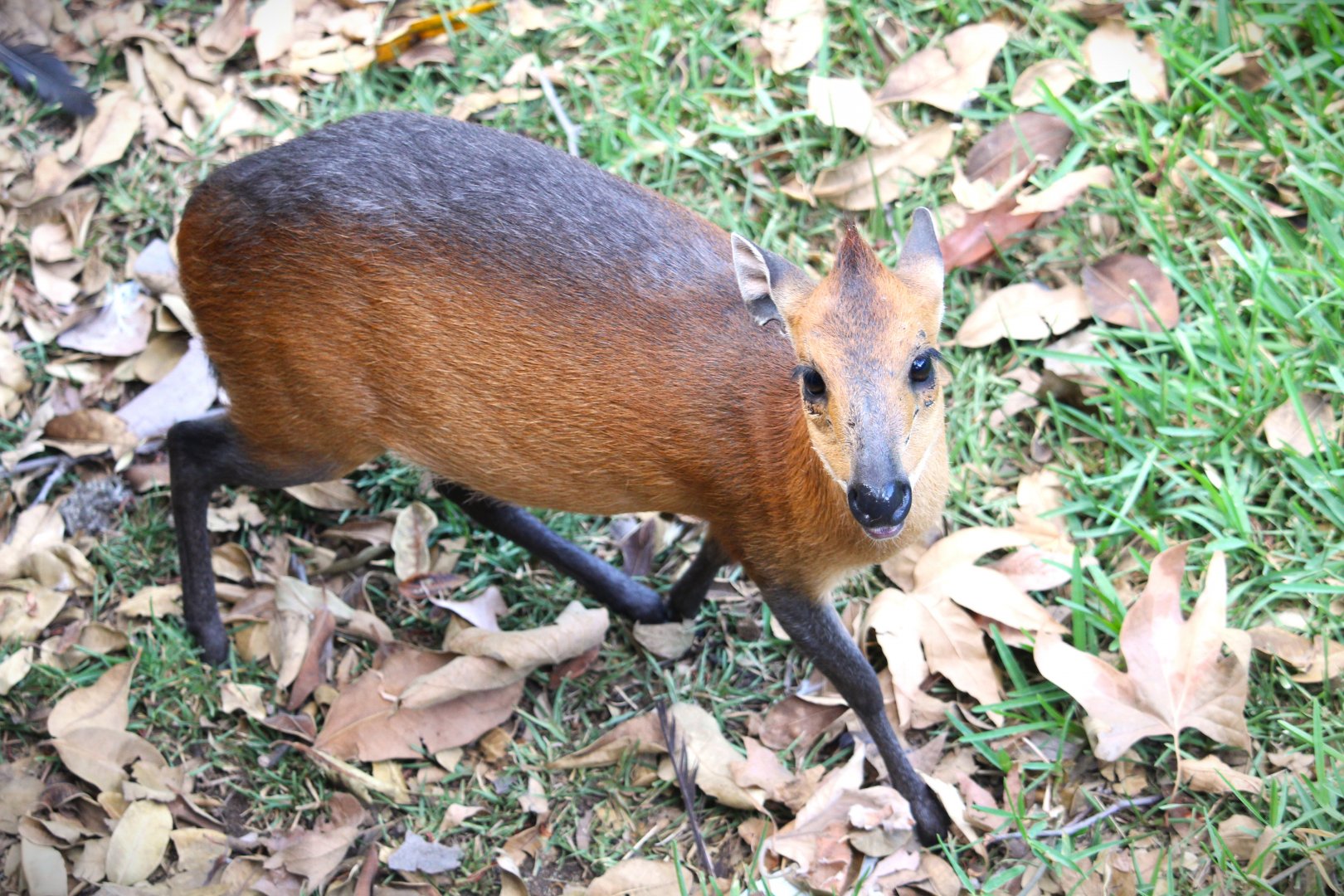 African Woods - Red-flanked Duiker