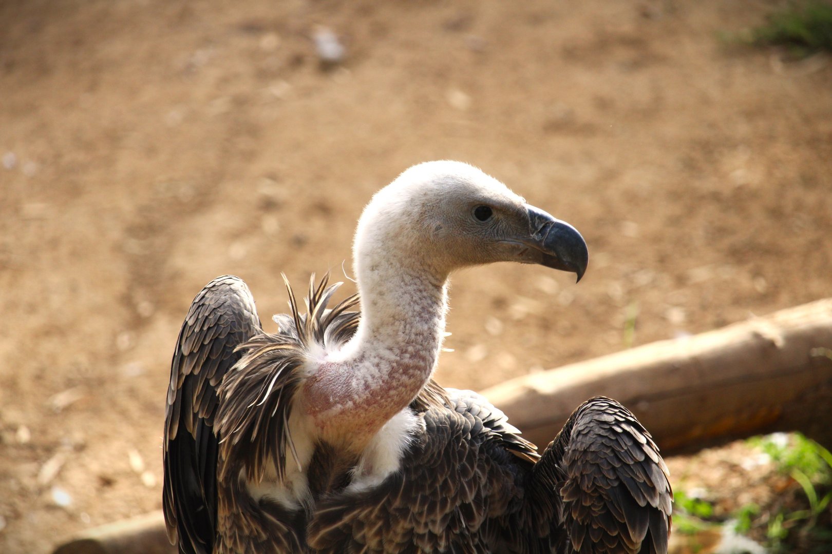 African Woods - Ruppell's Vulture