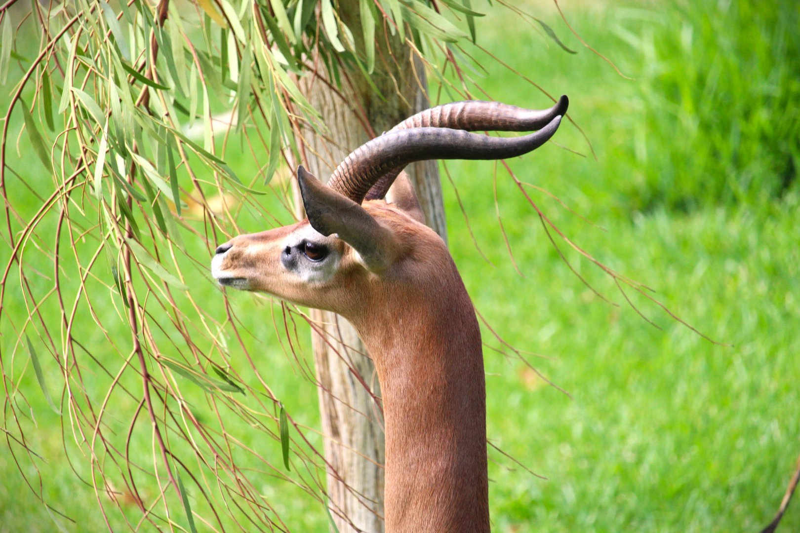 African Woods - Southern Gerenuk