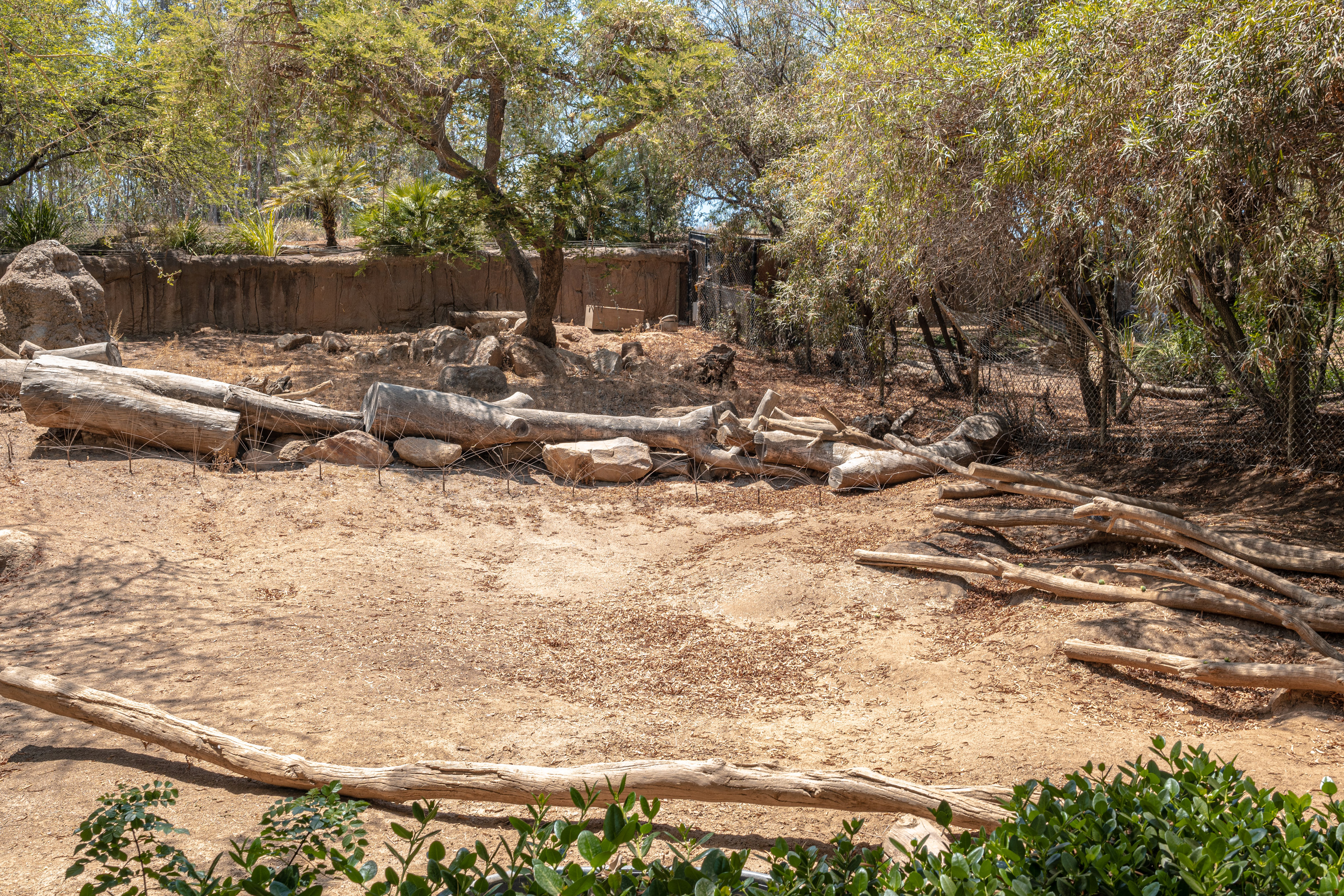 African Woods: Warthog exhibit