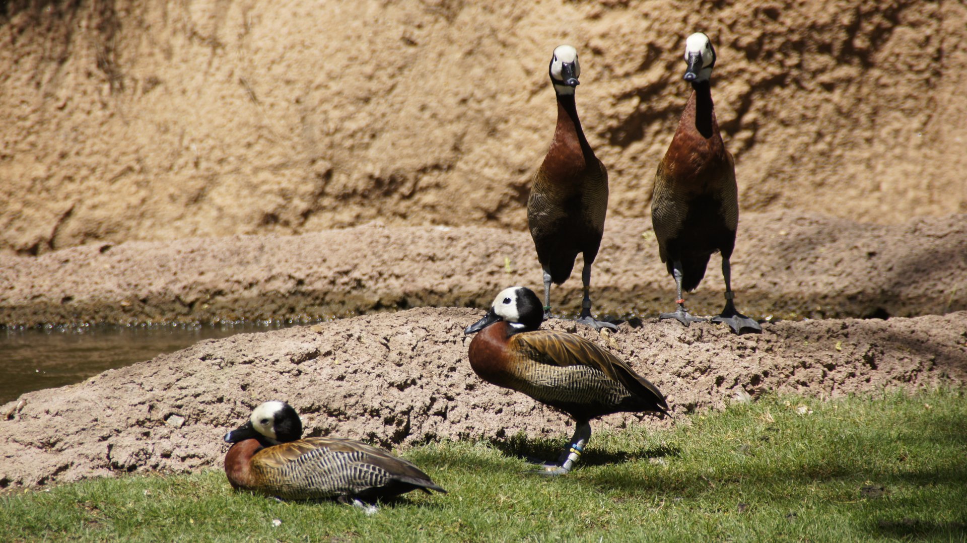 African Woods - White-Faced Whistling Ducks