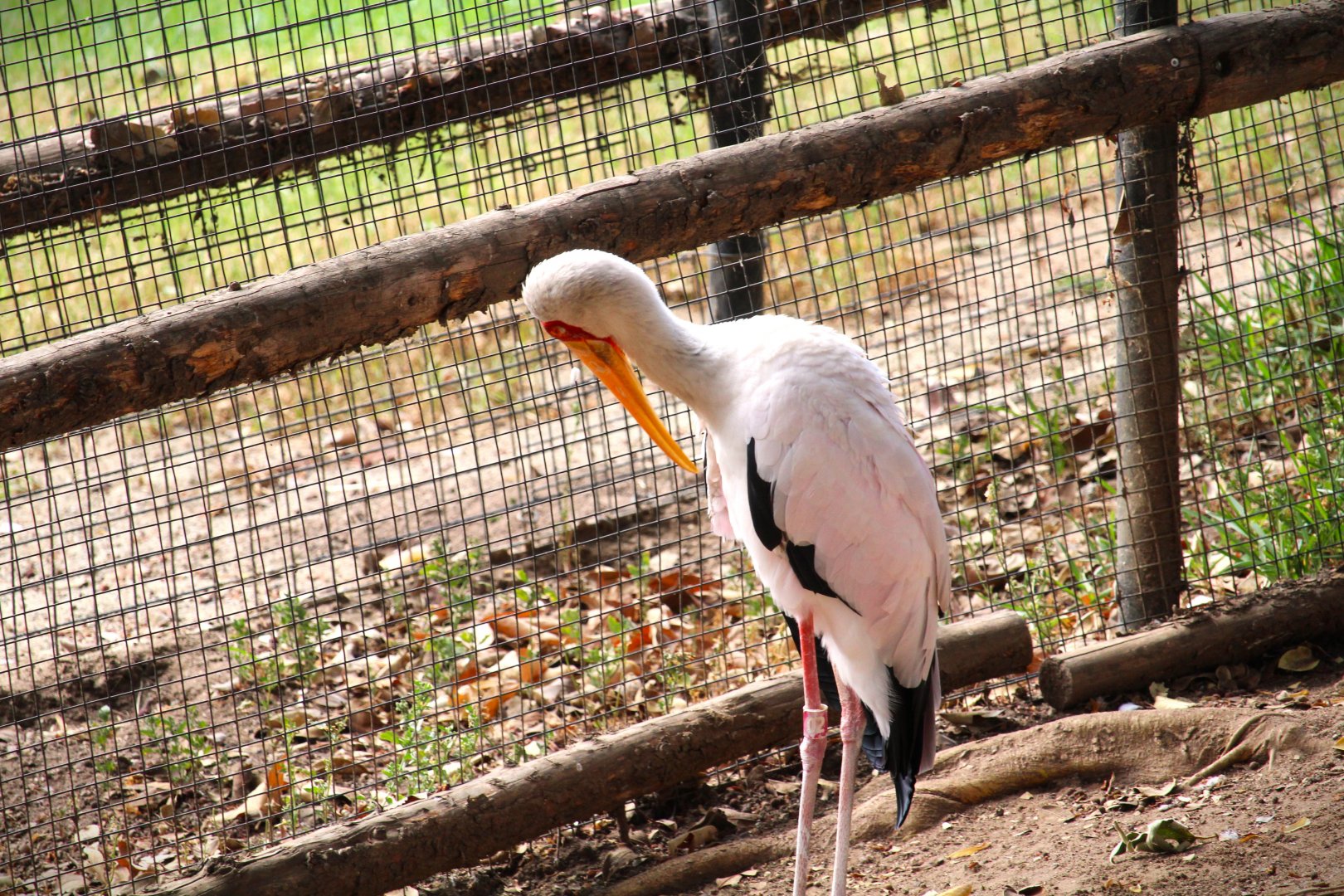 African Woods - Yellow-billed Stork
