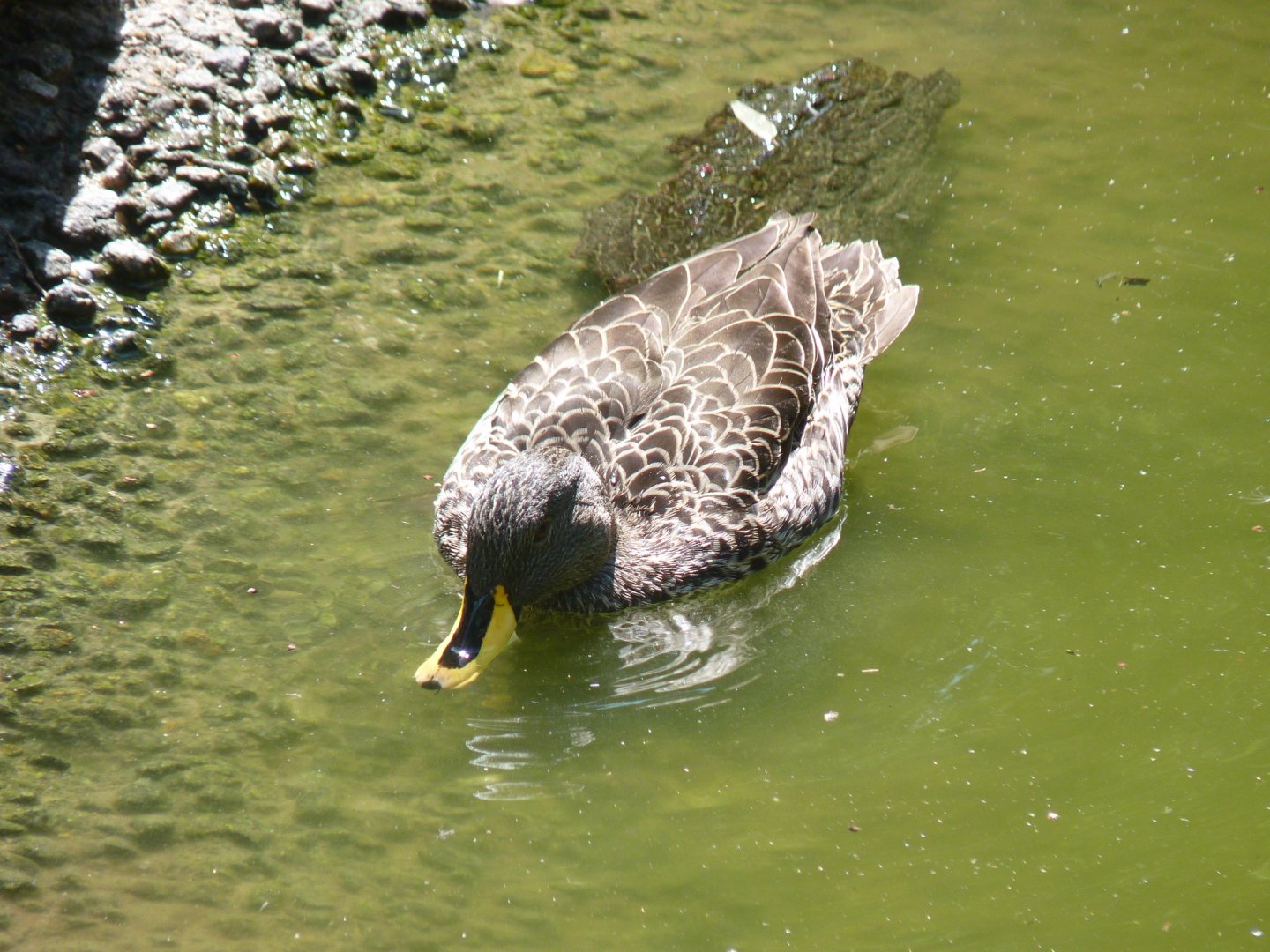 African Yellow billed duck