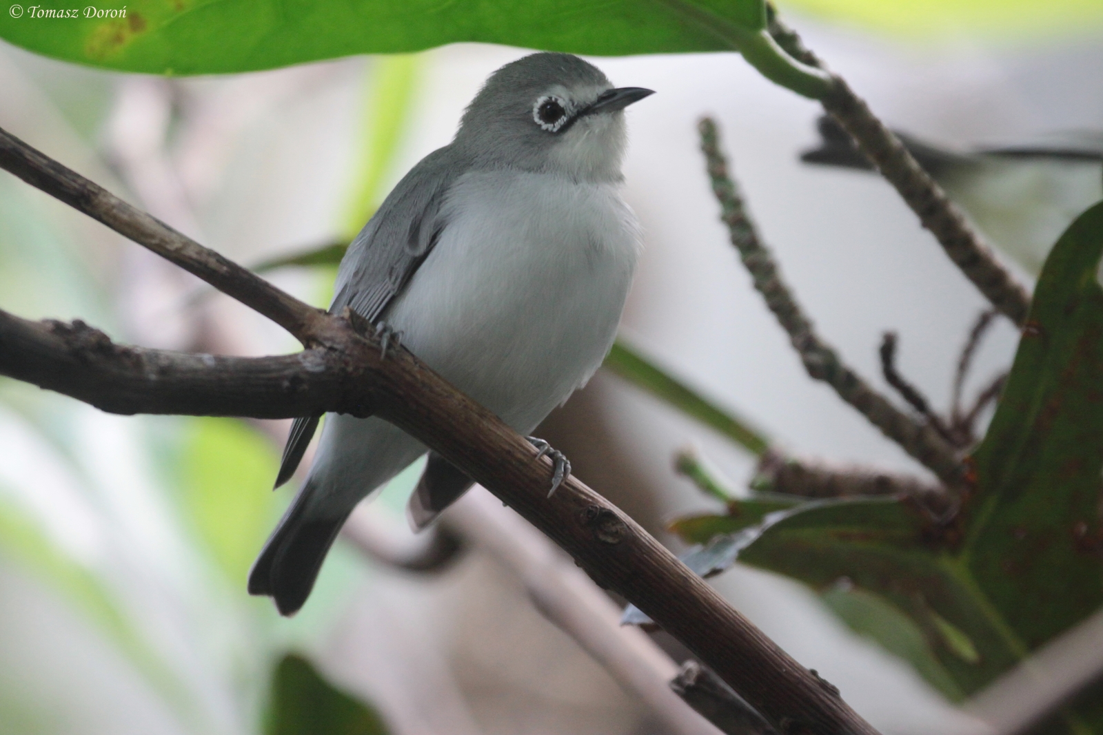 African Yellow White-eye (Zosterops senegalensis), October 2014