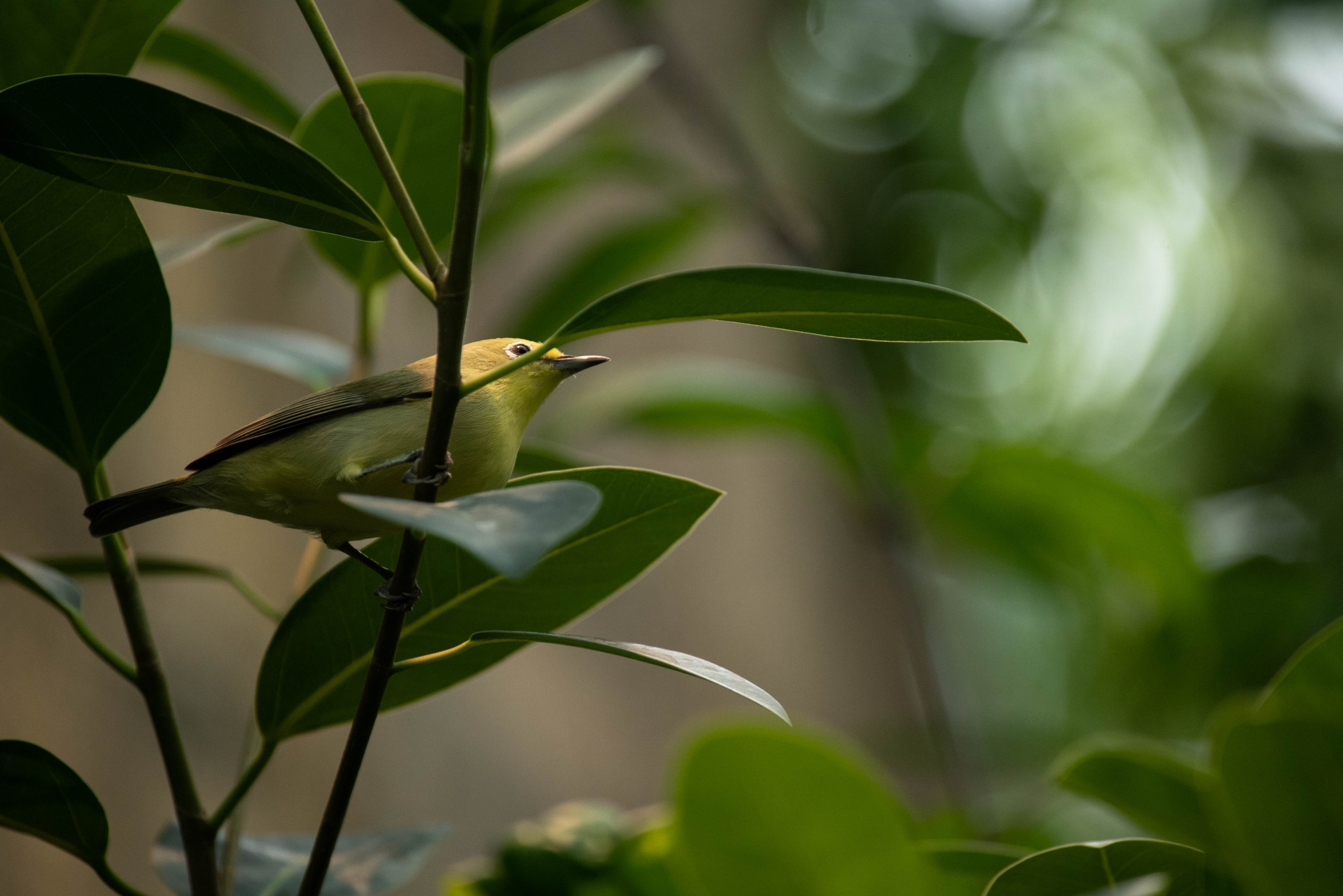 African yellow white-eye - Zosterops senegalensis