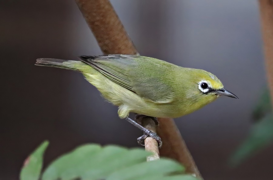 African yellow white-eye (Zosterops senegalensis)