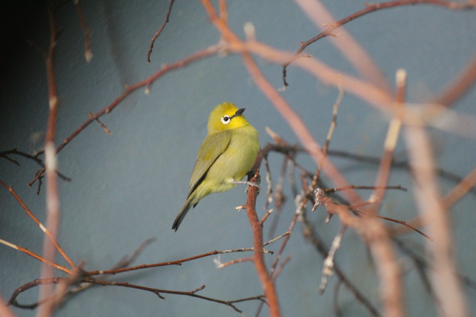 African Yellow White-Eye