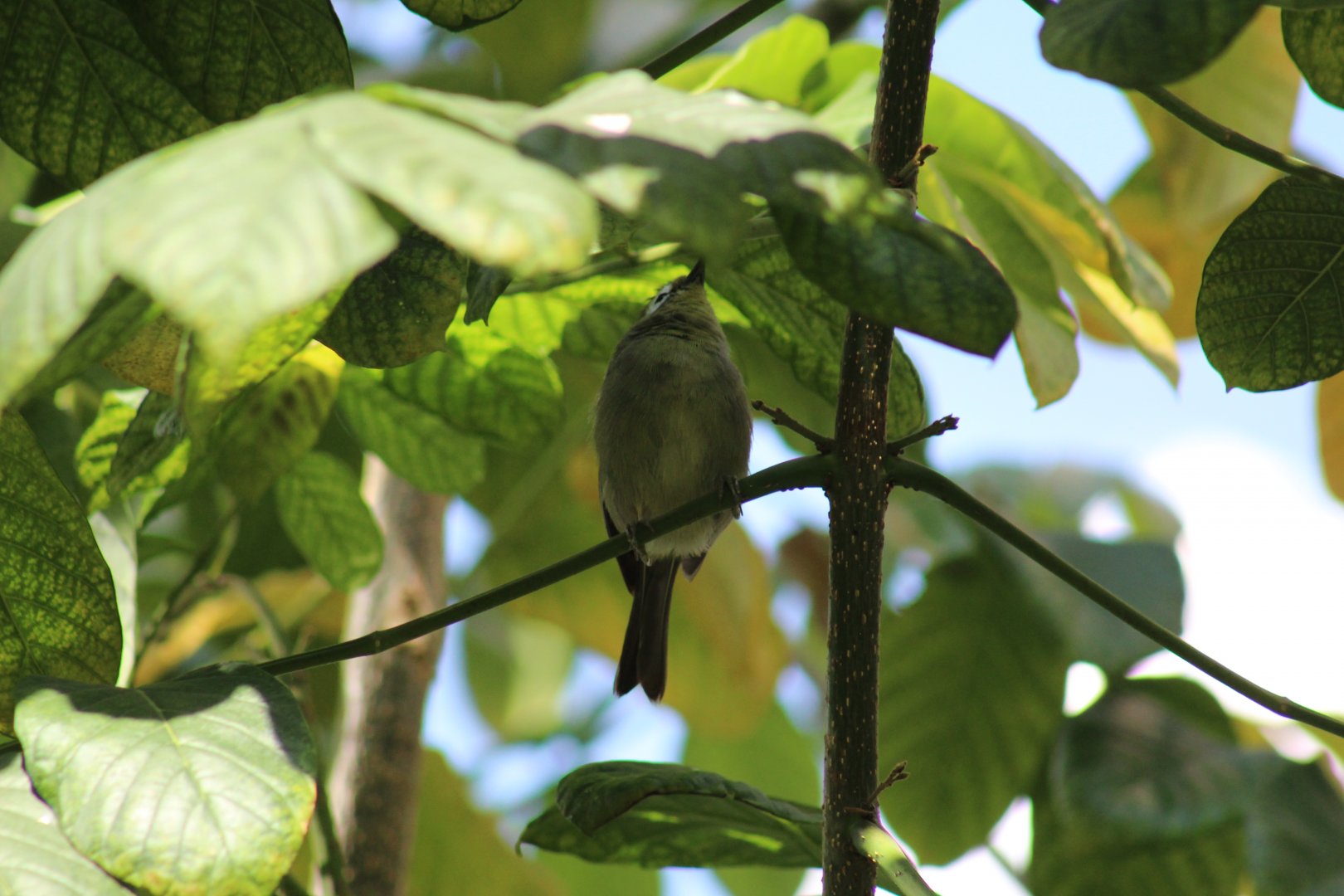 African Yellow White-Eye