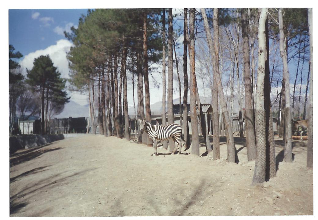 african zebra(tehran zoo)1992