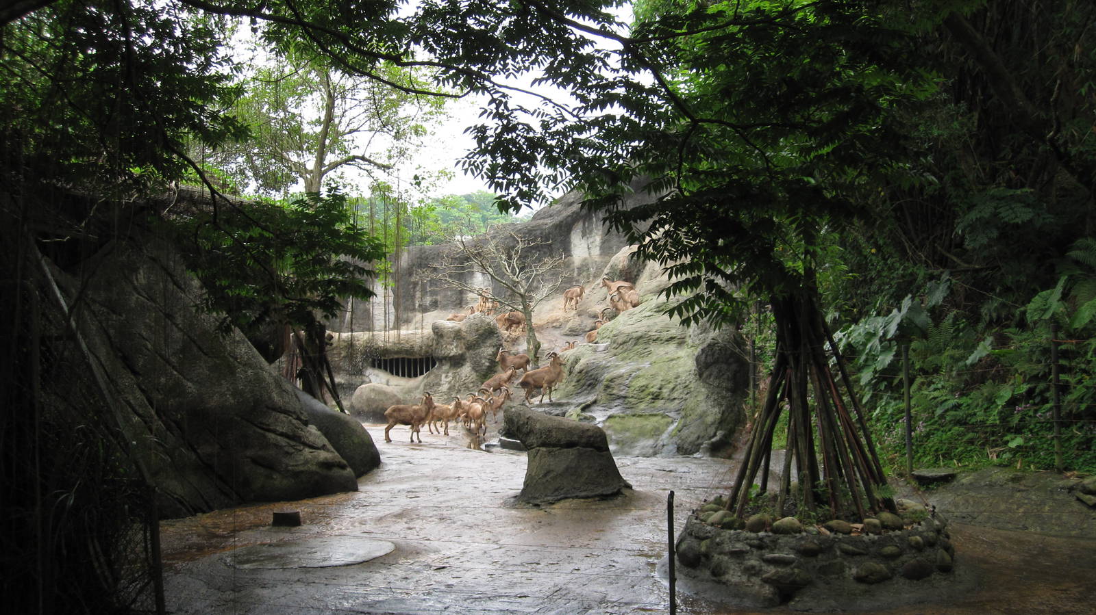 African zone - Aoudad exhibit