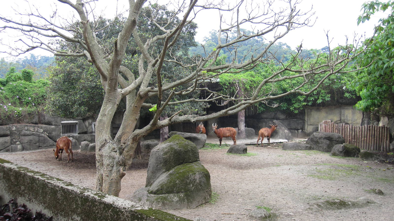 African zone - Bongo exhibit