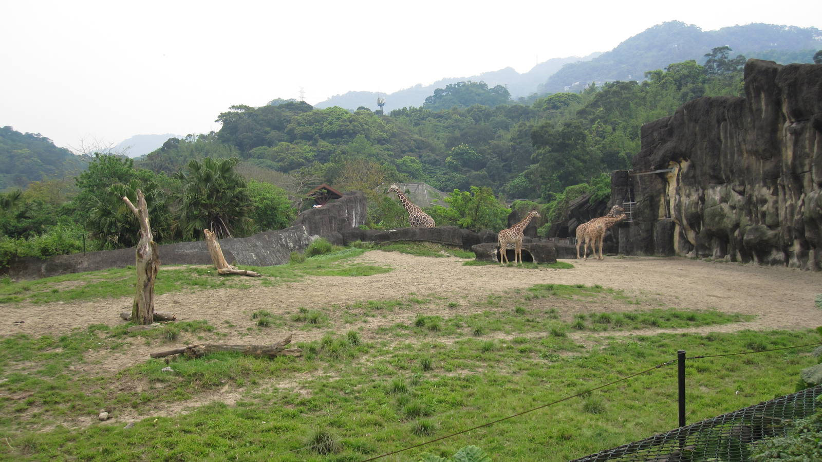 African zone - Giraffe exhibit