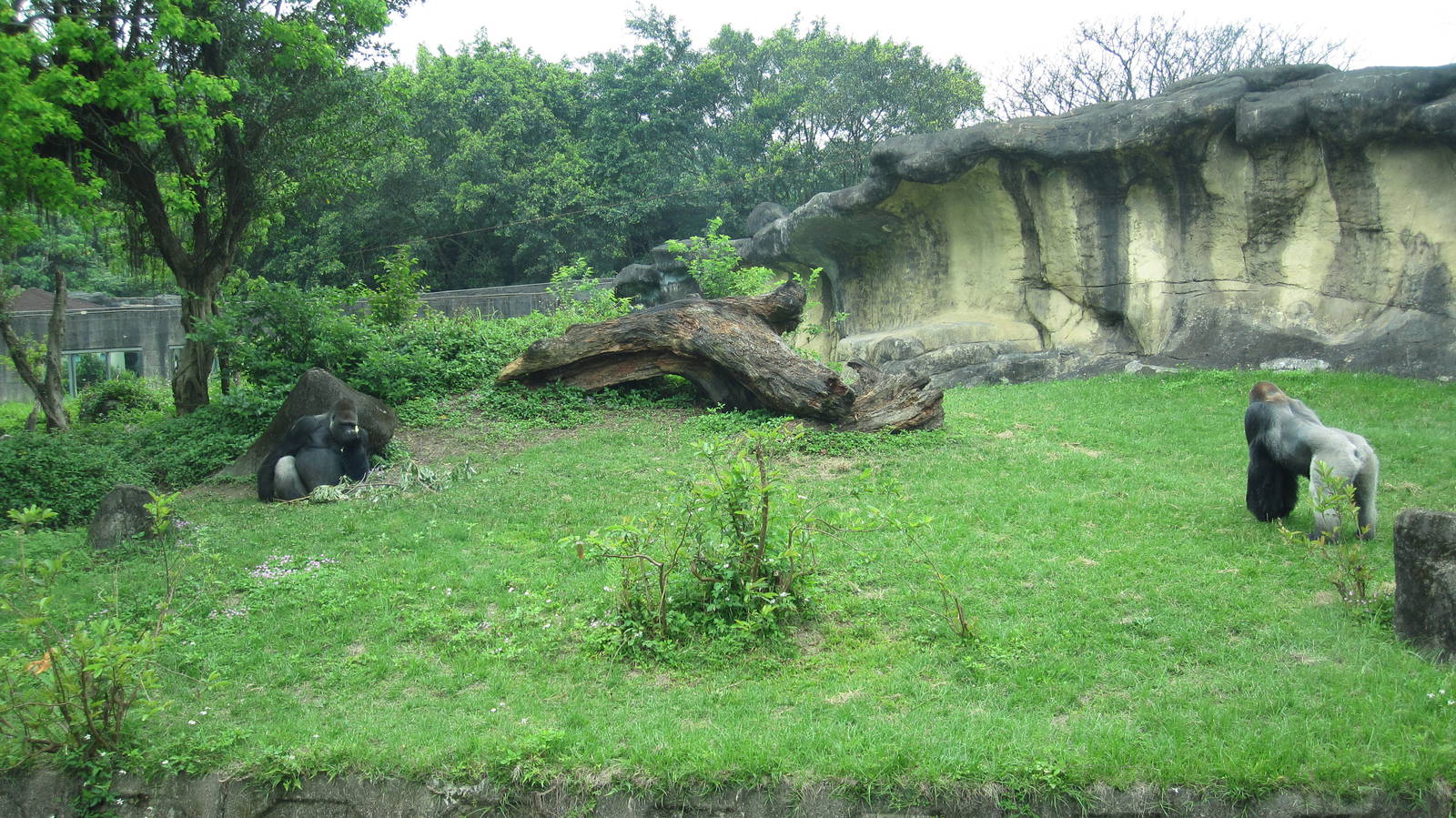 African zone - Gorilla exhibit