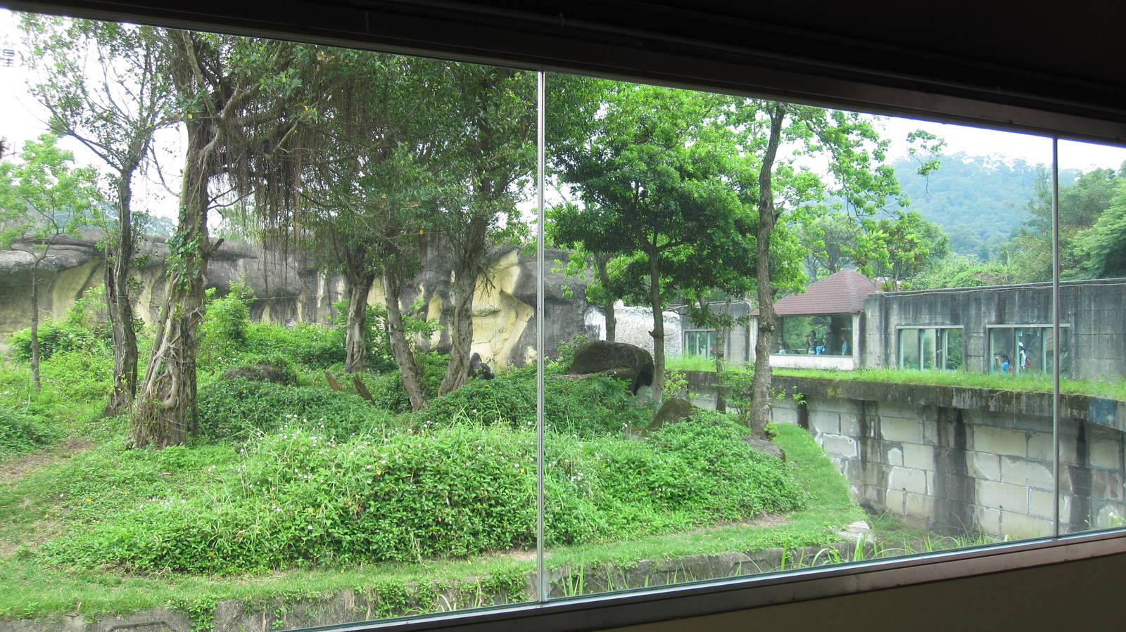 African zone - Gorilla exhibit