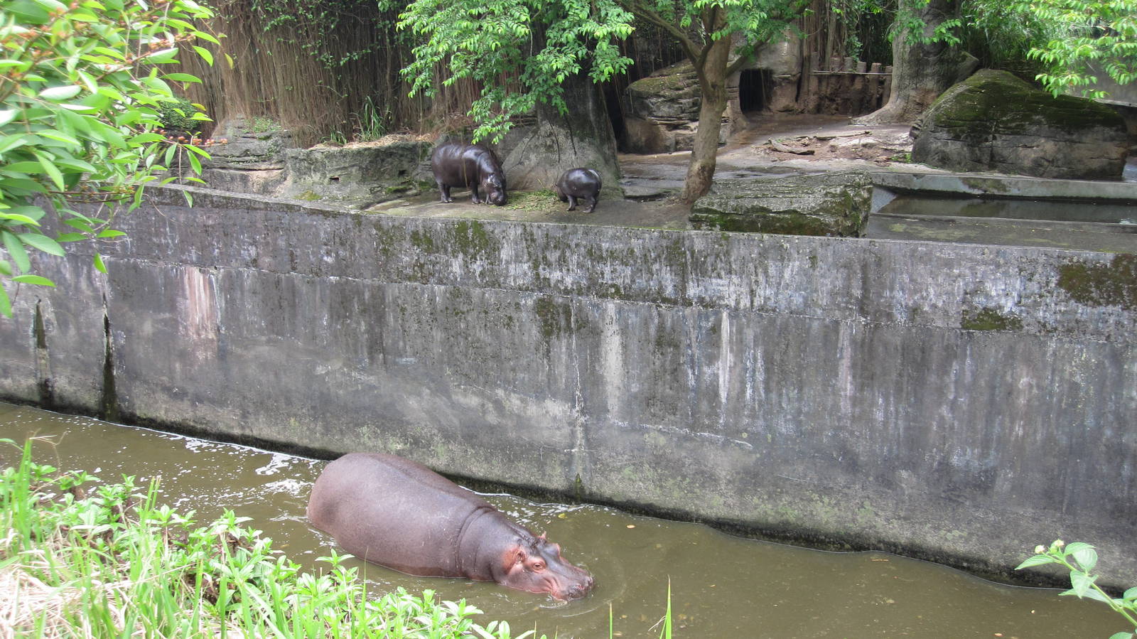 African zone - Nile and Pygmy Hippo exhibit