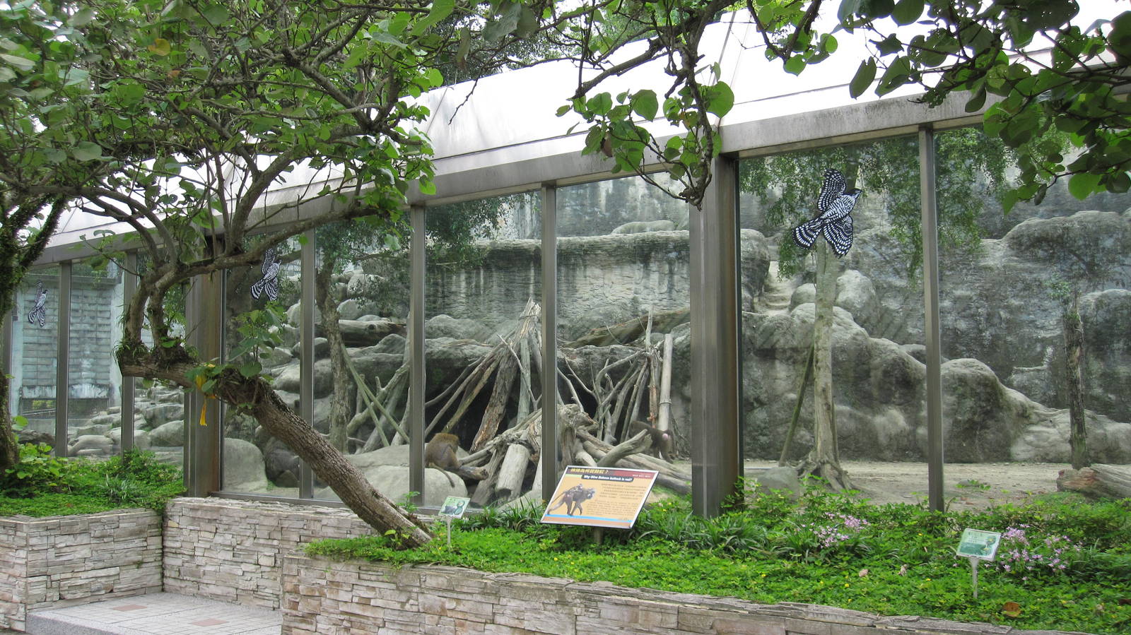 African zone - Olive baboon exhibit