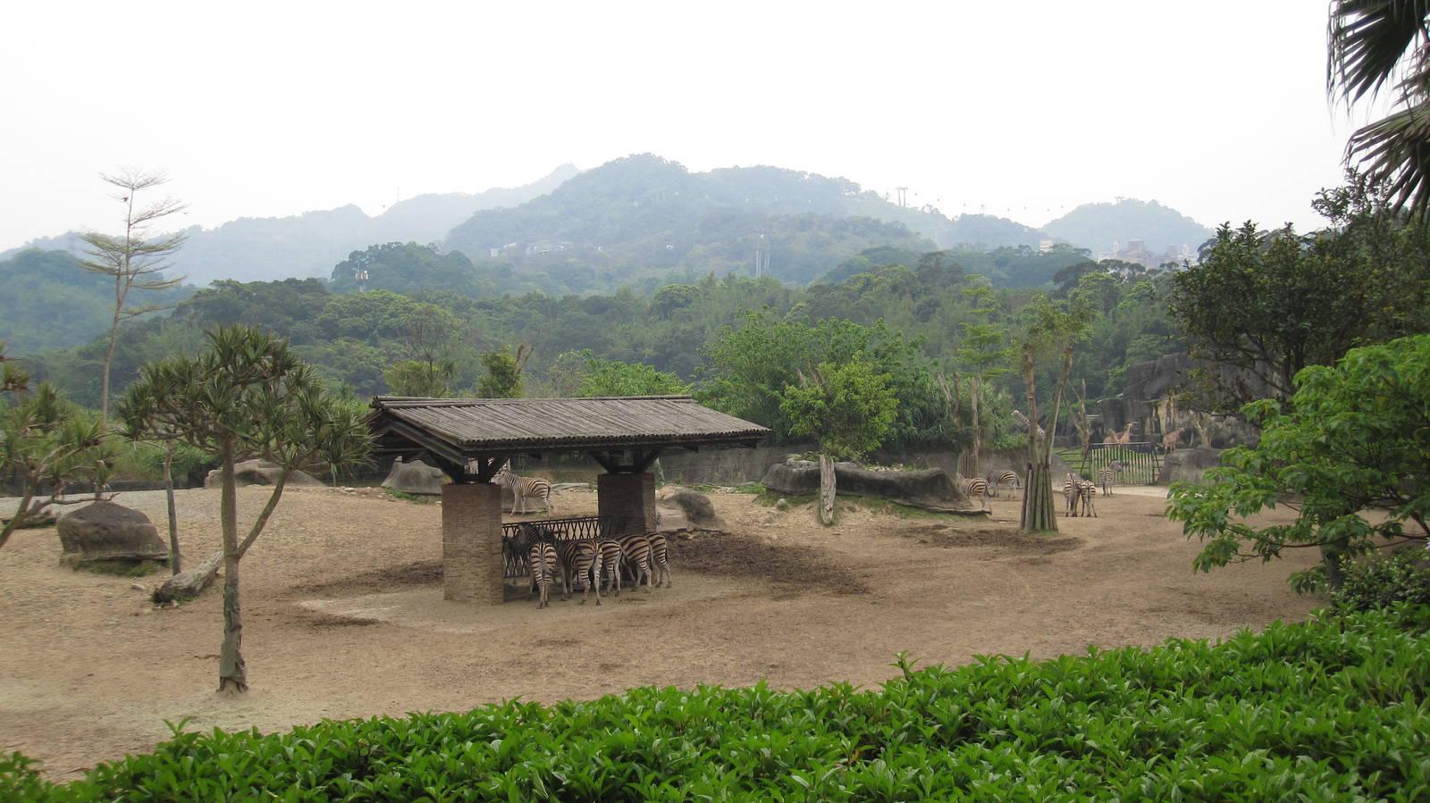 African zone - Zebra exhibit