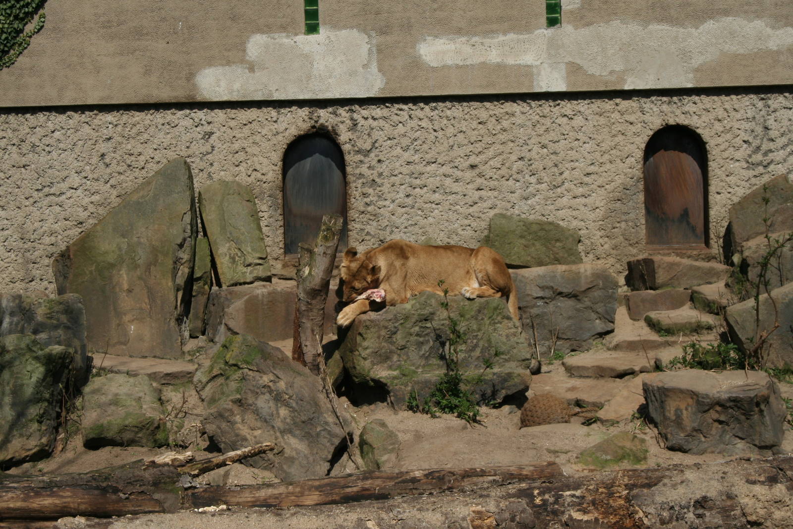 African_Lion_exhibit_2