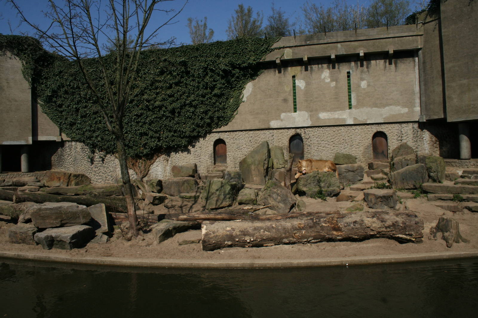 African_Lion_exhibit_3