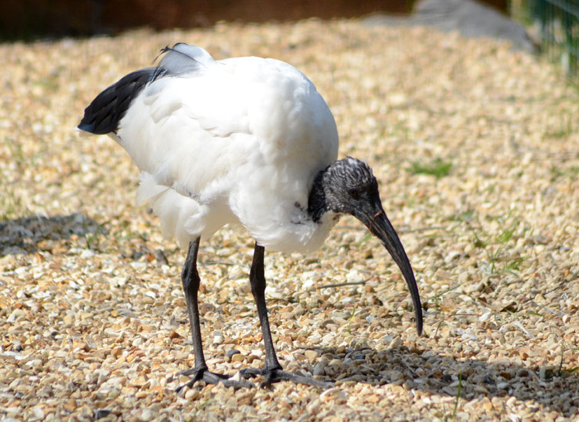 AFRICAN_SACRED_IBIS_-_HAWK_CON_07_04_2015_1313_