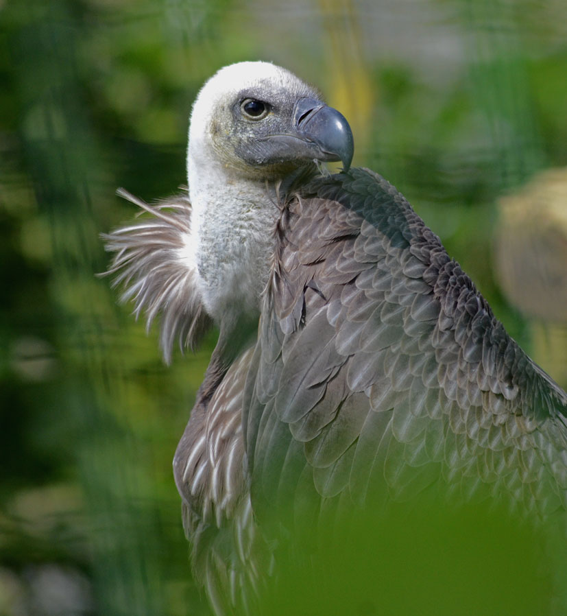 AFRICAN_WHITE_BACKED_VULTURE_-_HAWK_CON_07_04_2015_616_