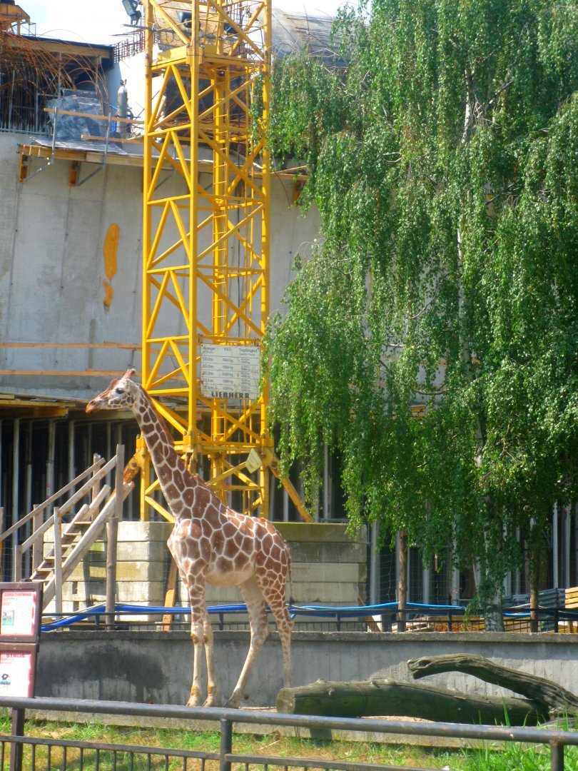 Africarium - under constuction. In the foreground, Chief Engineer.