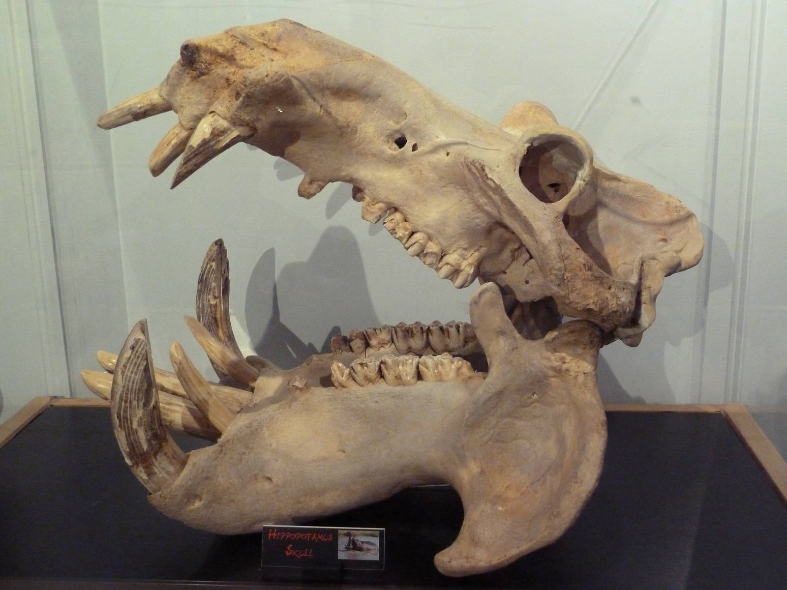 Africa's Deadliest Hall - Hippo Skull