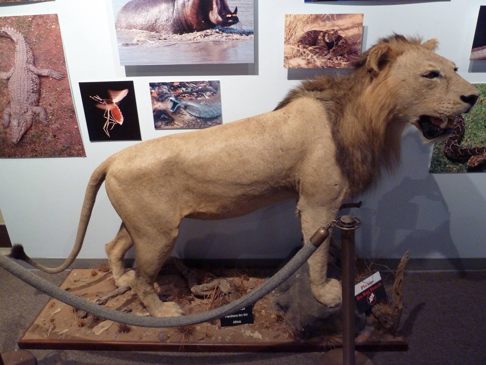 Africa's Deadliest Hall - Lion