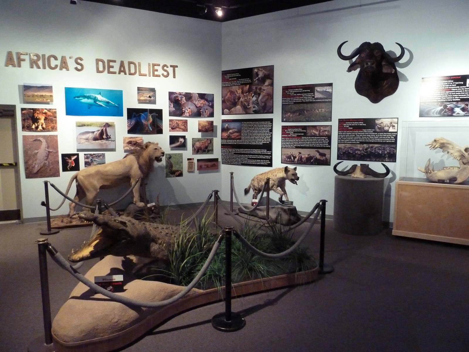 Africa's Deadliest Hall