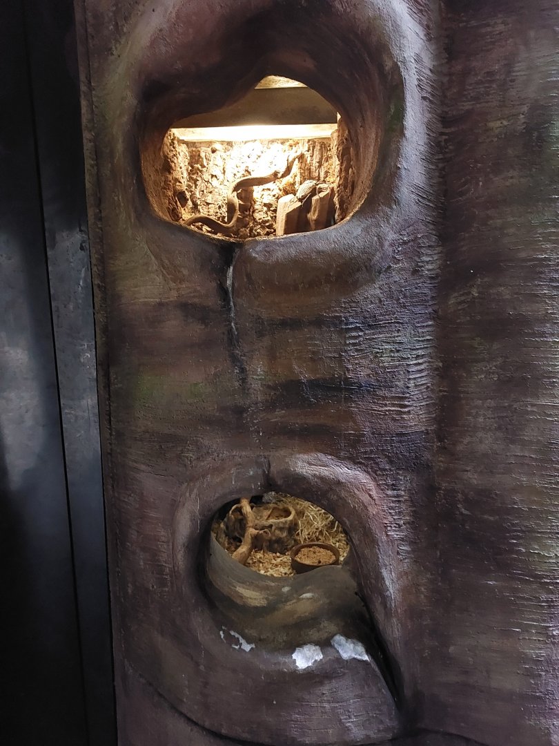 Africa's largest insect & smallest mammal comparison