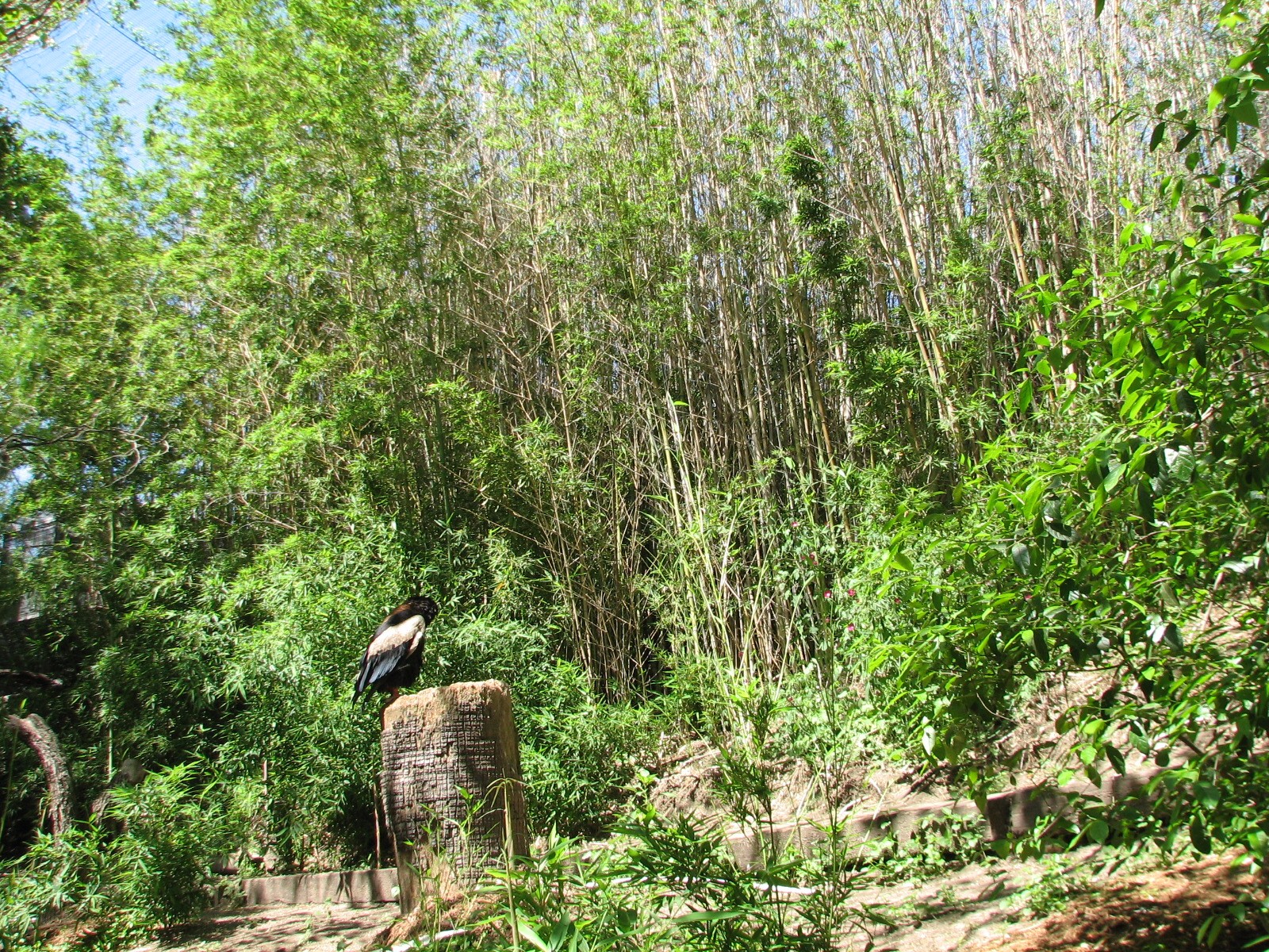 Africas Rift Valley - Bataleur Eagle Exhibit